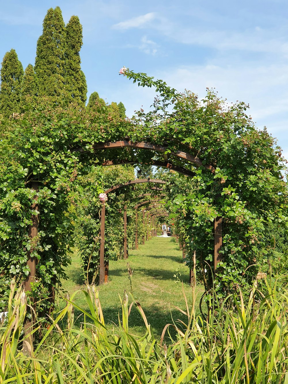 green grass field with trees