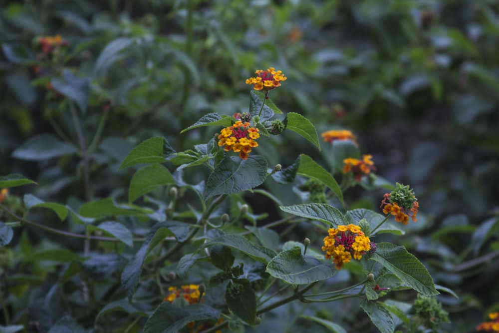 yellow and orange flower in tilt shift lens