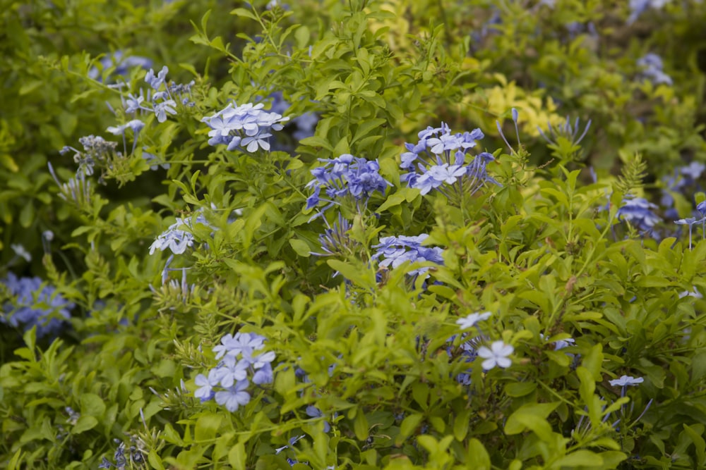 purple flowers in tilt shift lens