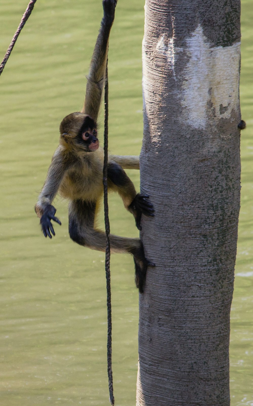 brown monkey on tree branch