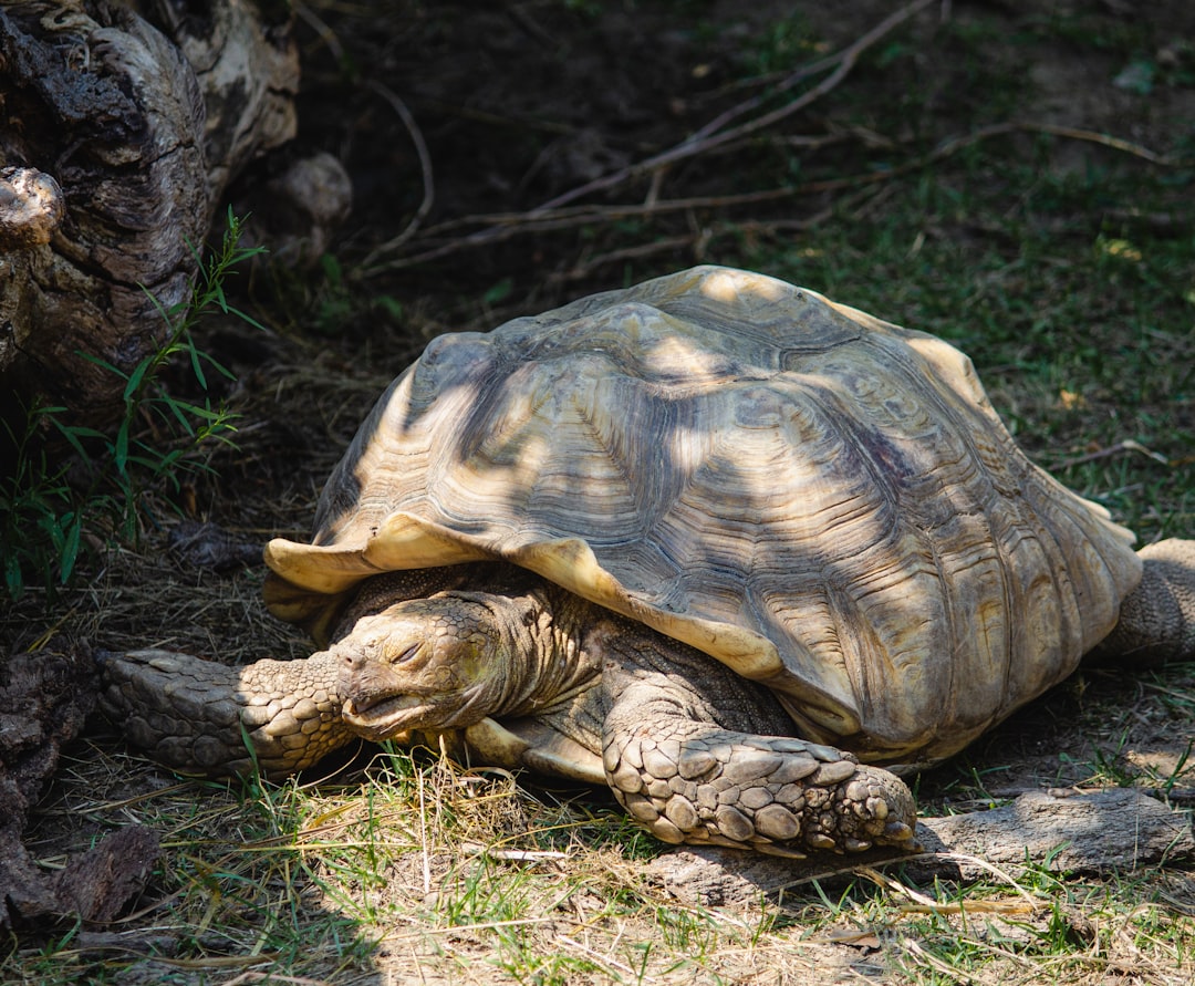 brown and black turtle on green grass