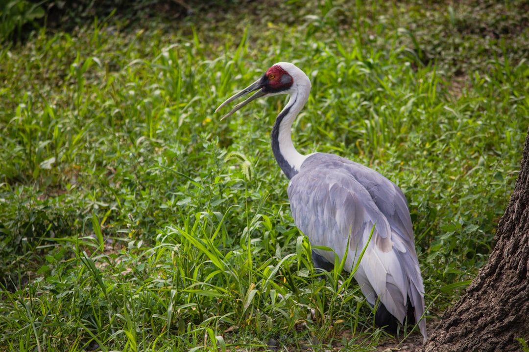 grey and black long beak bird on green grass field during daytime