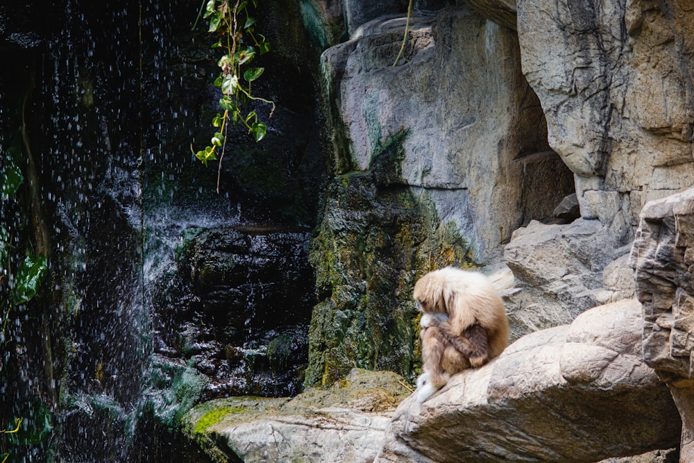 brown lion on rock during daytime