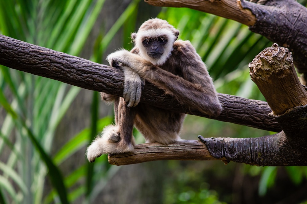 brown monkey on brown tree branch during daytime