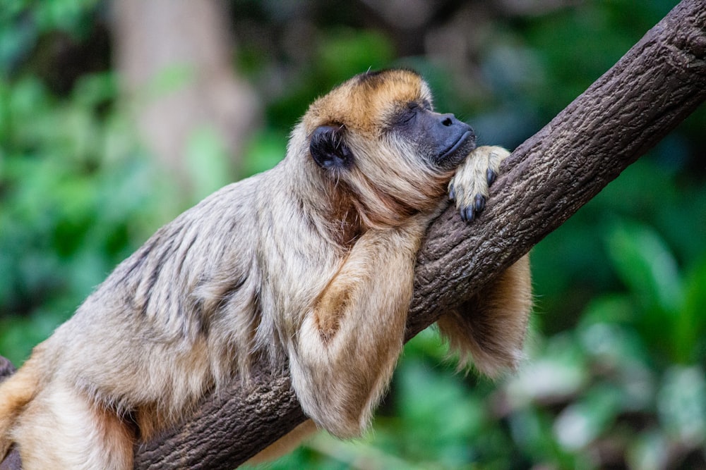 brown monkey on brown tree branch during daytime