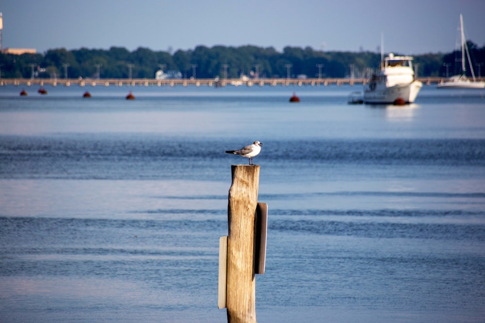 white and gray bird on brown wooden post near body of water during daytime