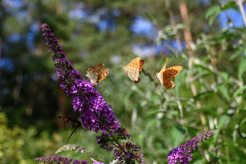 brown butterfly perched on purple flower during daytime