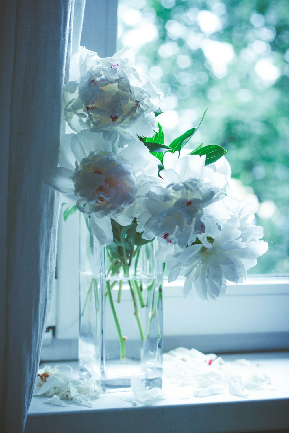 white and pink flowers in clear glass vase