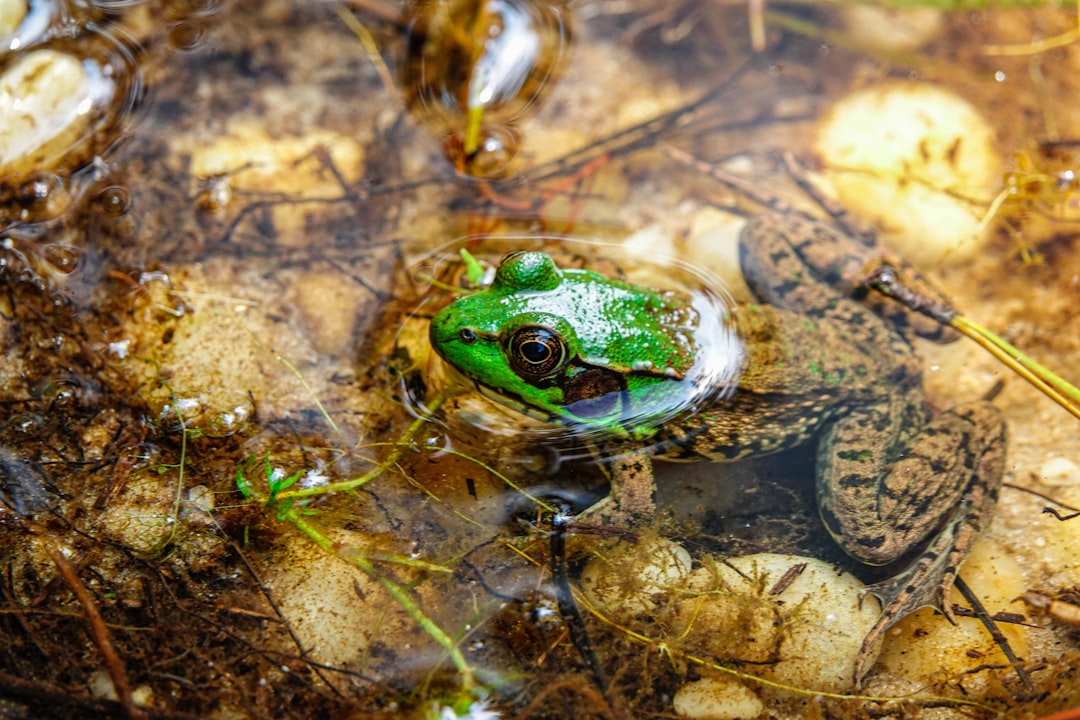 green frog on brown stone