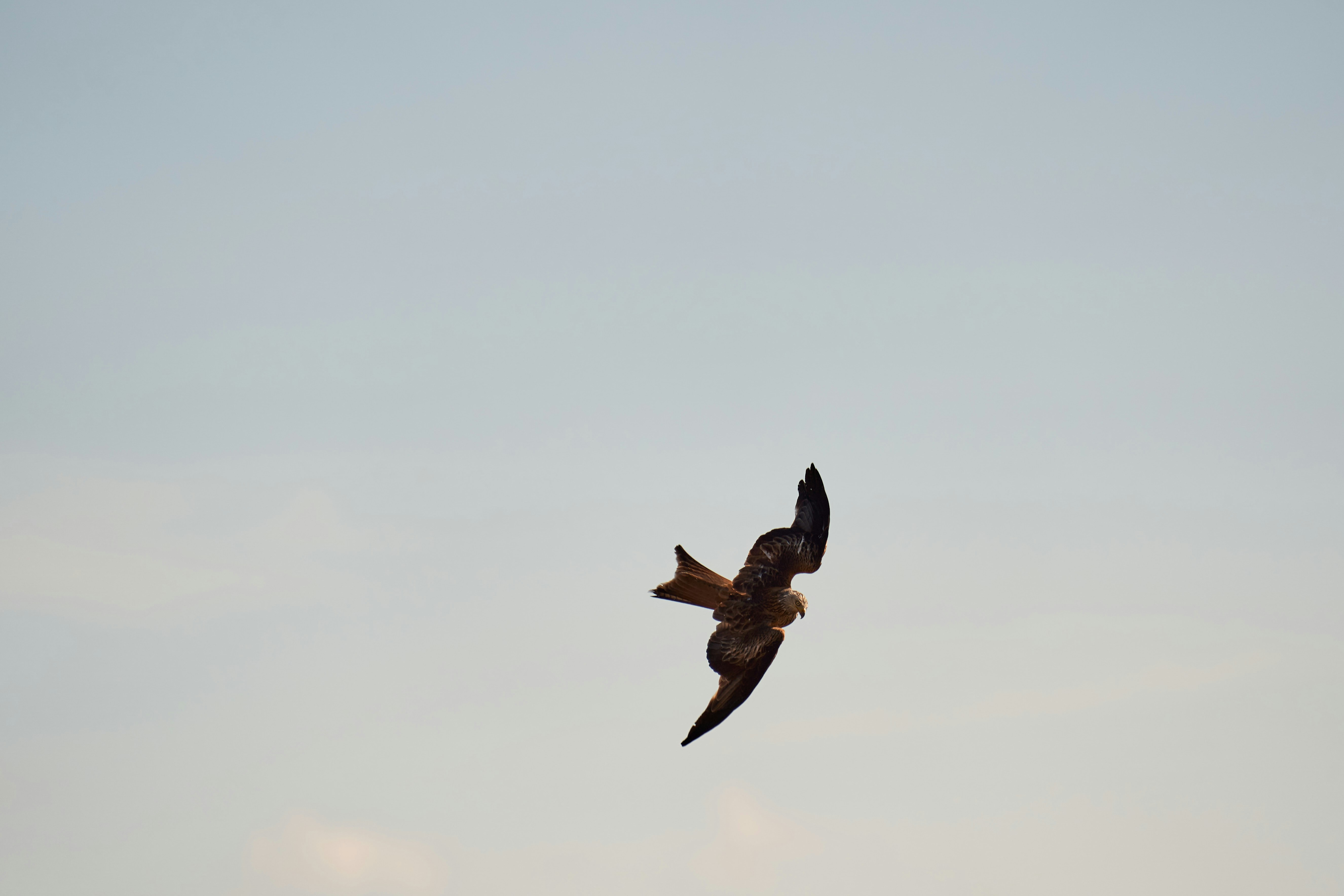 Photo by wolfgang_hasselmann