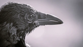 Close-up of an iPhone screen showing a zoomed-in photo of a distant bird with sharp details.