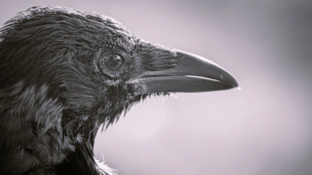 Close-up of an iPhone screen showing a zoomed-in photo of a distant bird with sharp details.