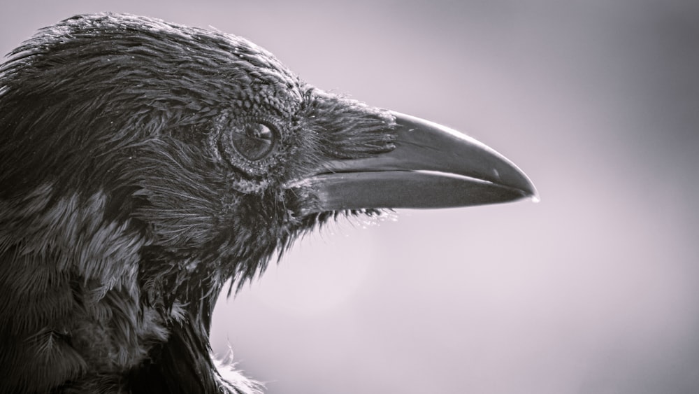 black and white bird in close up photography