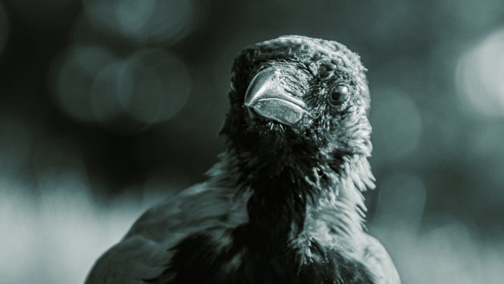 black and white owl in close up photography