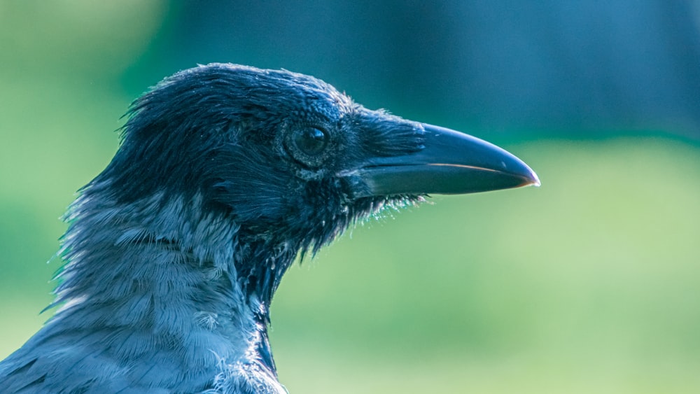 blue and black bird in close up photography