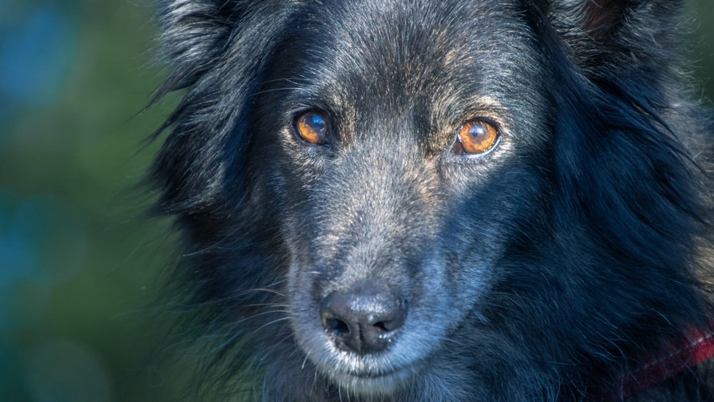 青い目を持つ黒い長いコートの犬