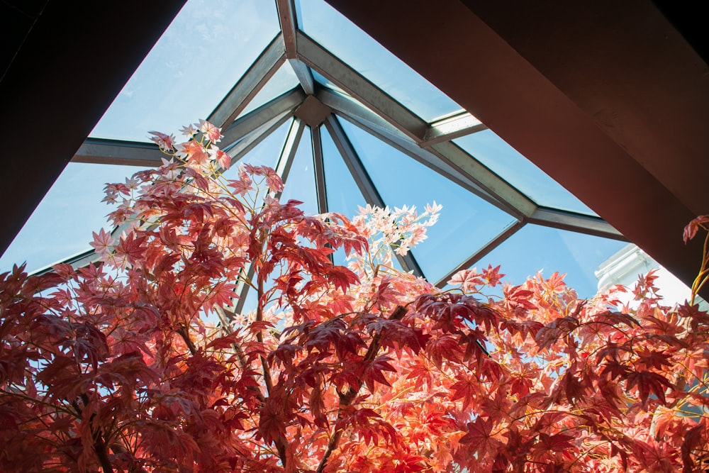 red and white maple leaves