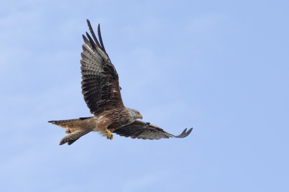 brown and white bird flying under blue sky during daytime