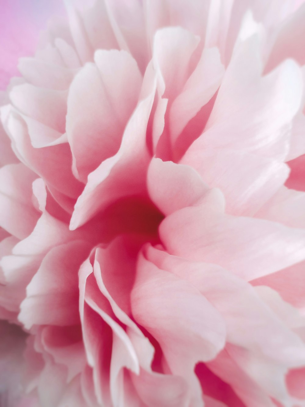 pink flower in macro shot