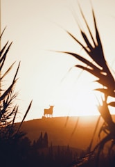 Majestic black bull standing proudly on a hill at sunset.