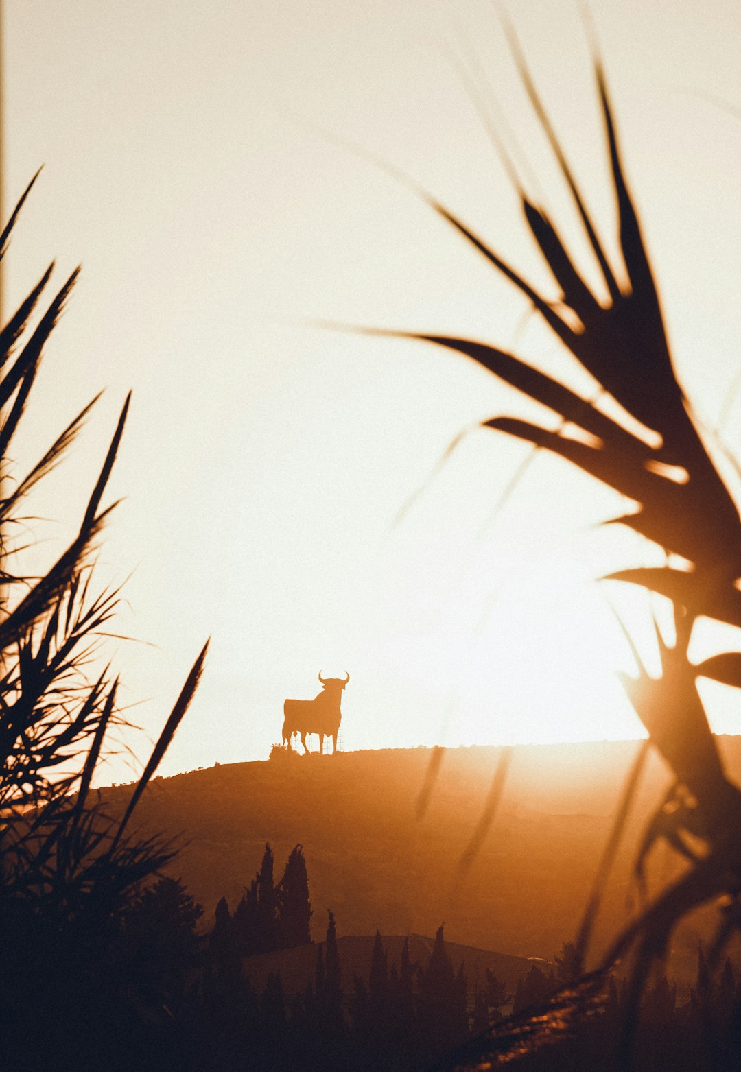 silhouette of person standing on top of hill during daytime