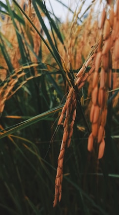 Close-up view of mature rice plants with golden-brown grains and lush green stalks swaying in a field, suggesting a thriving harvest season.