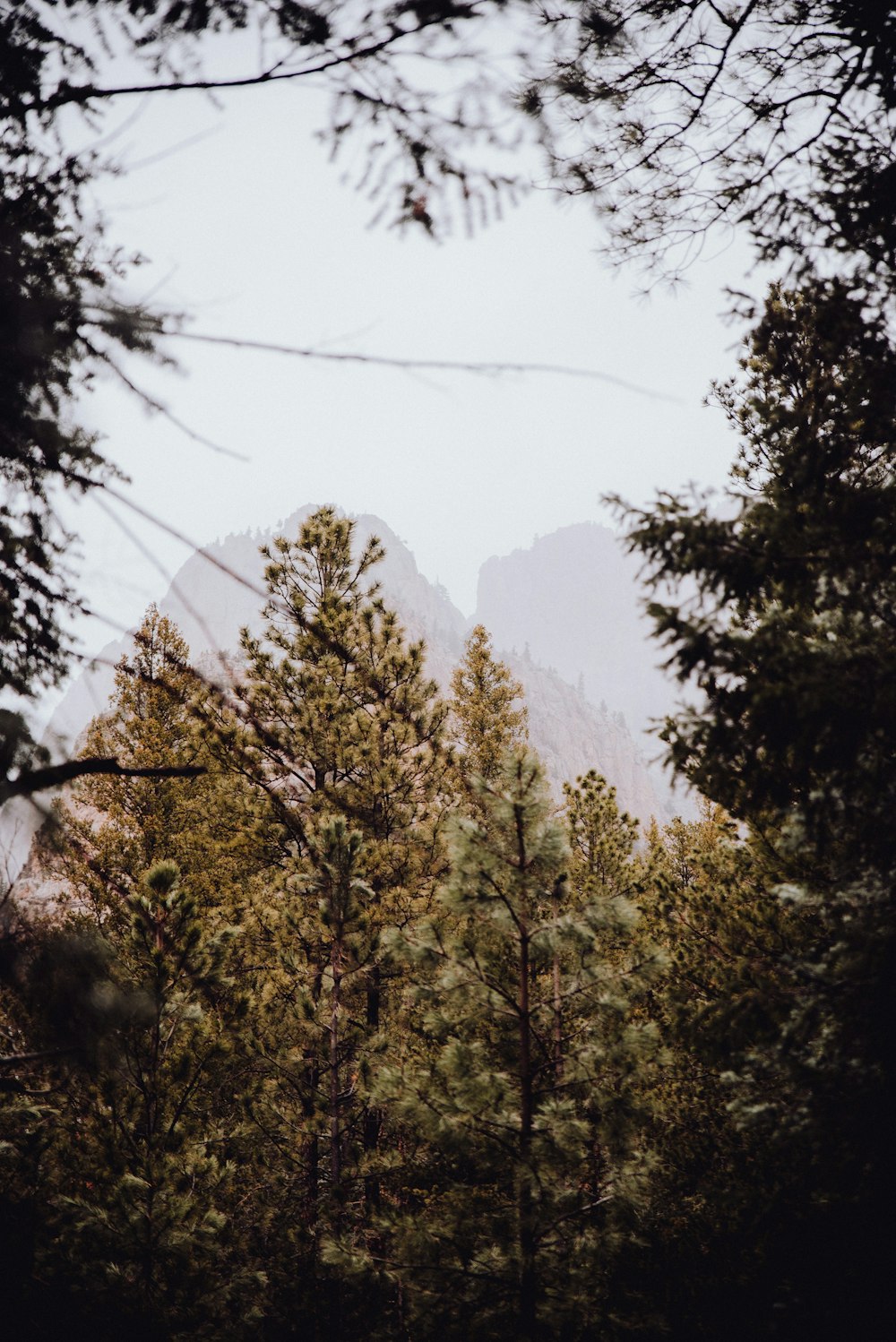 green trees on mountain during daytime