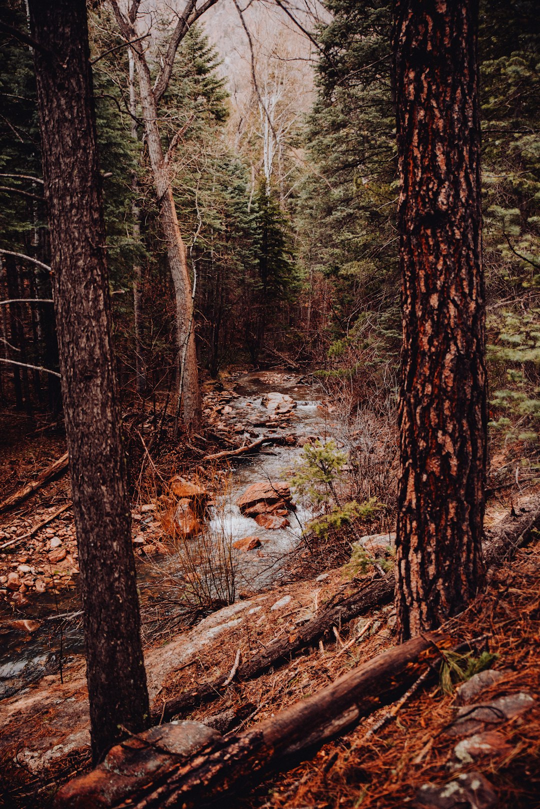 brown trees near river during daytime