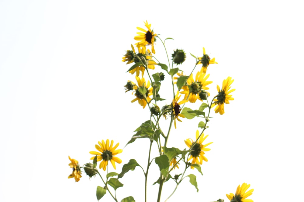 yellow flowers with green leaves