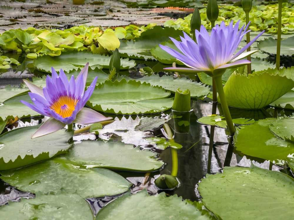 purple lotus flower on water