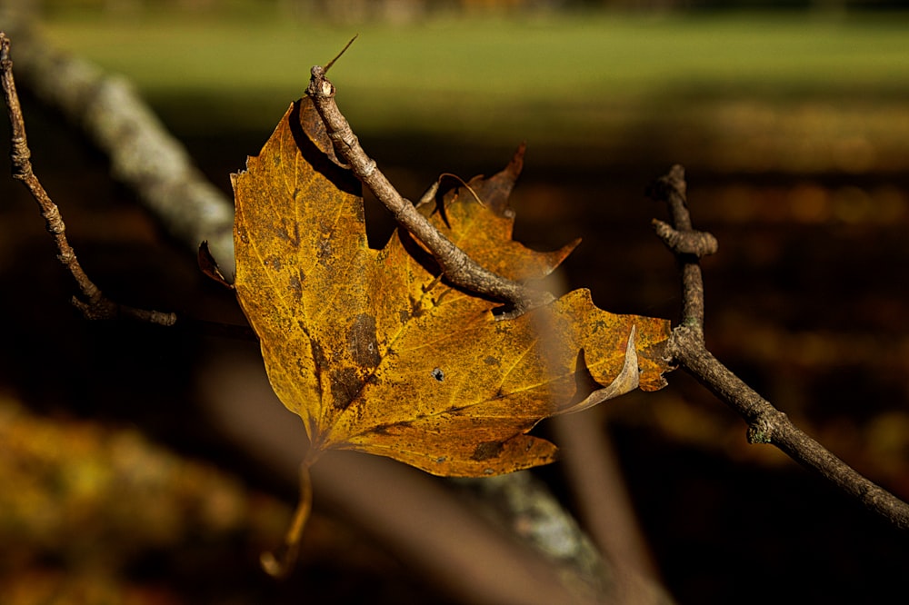 brown maple leaf in tilt shift lens