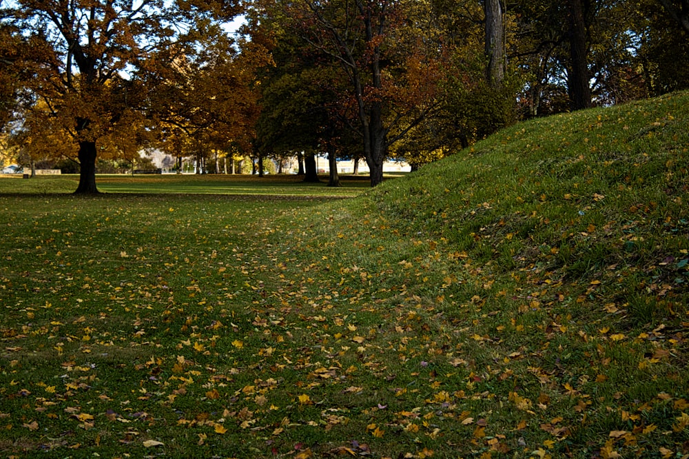 green grass field with trees