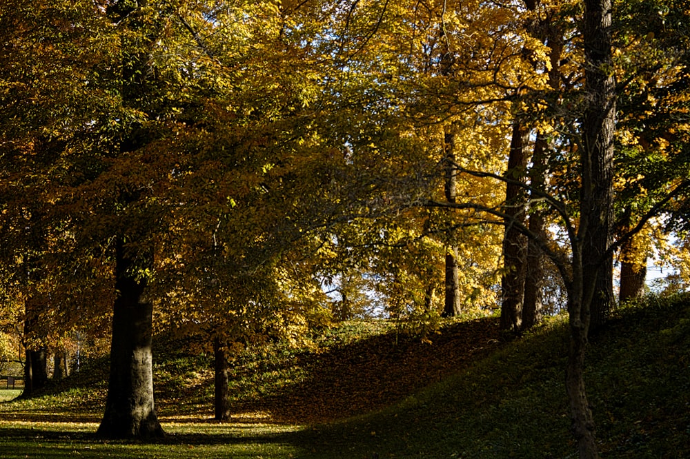 yellow and green trees on green grass field during daytime