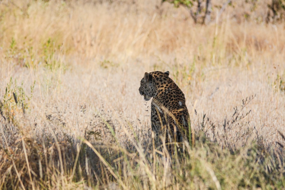 leopard on brown grass field during daytime
