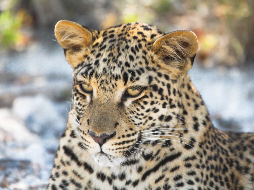 brown and black leopard in close up photography