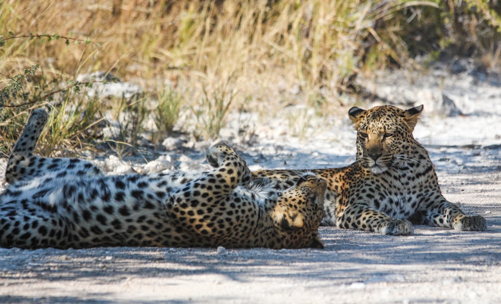leopardo acostado en el suelo de hormigón gris durante el día