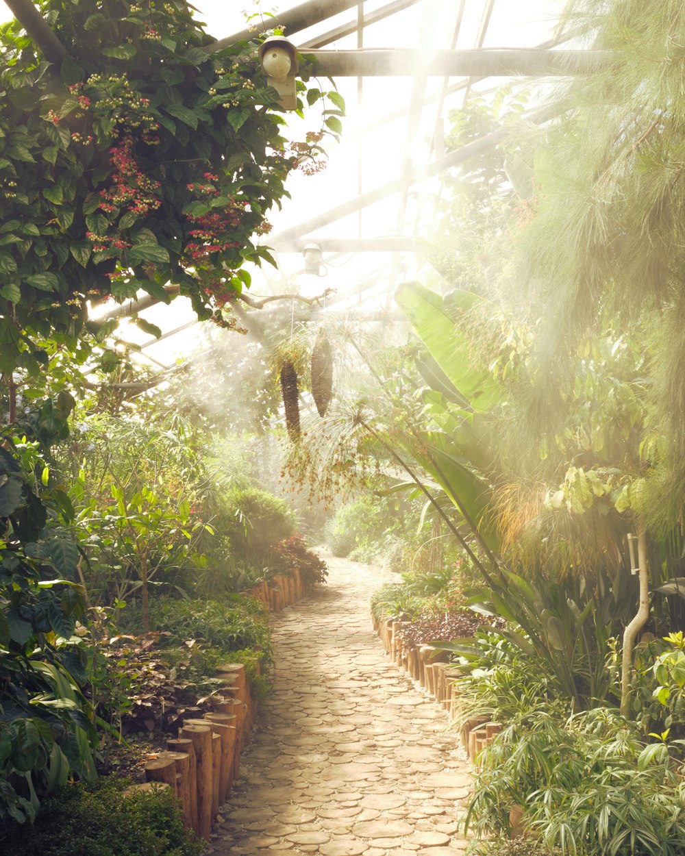 pathway between green plants during daytime