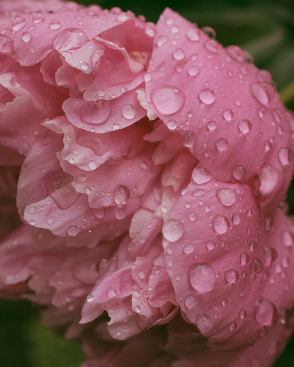 pink flower with water droplets