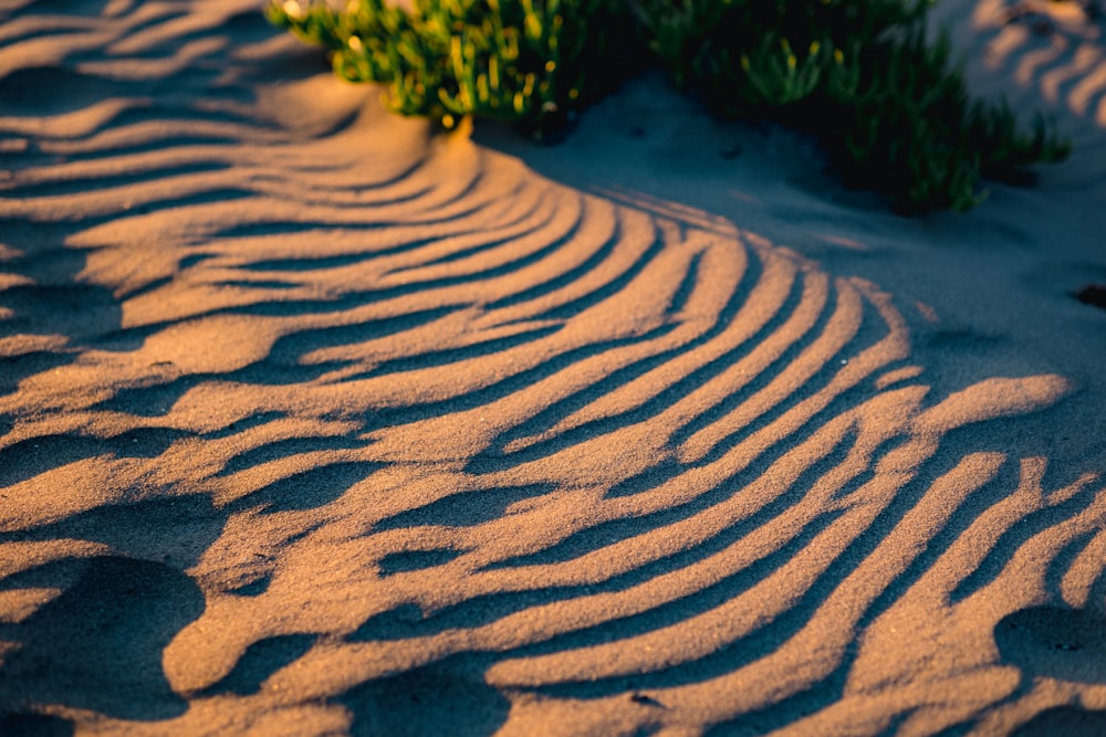 brown sand near green plants during daytime