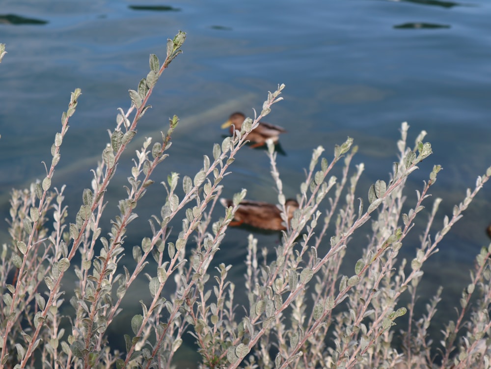 brown dried plant on water