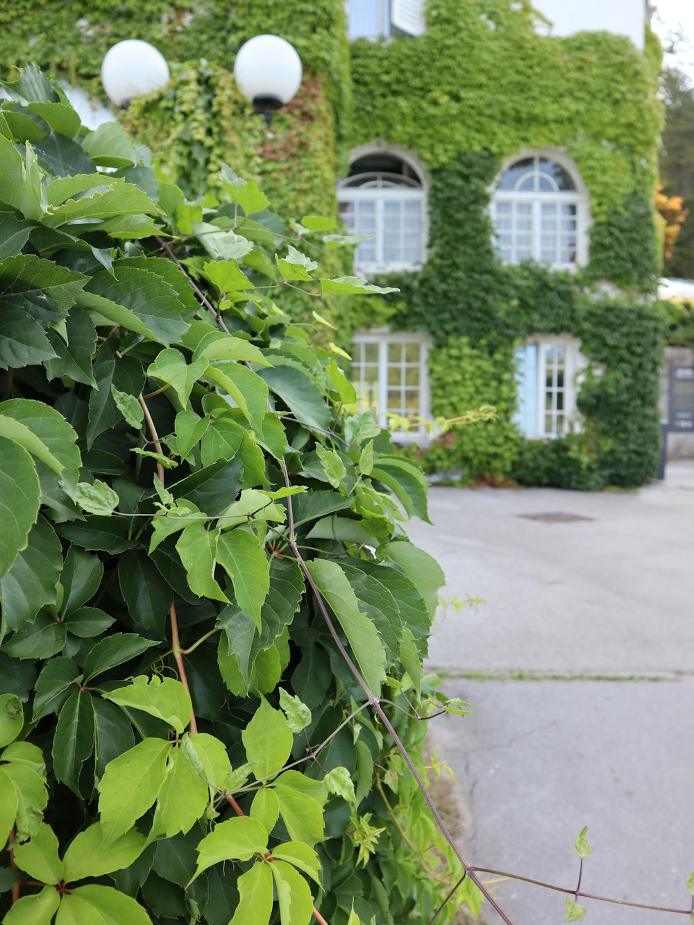 Planta de hojas verdes cerca de la casa de hormigón blanco durante el día