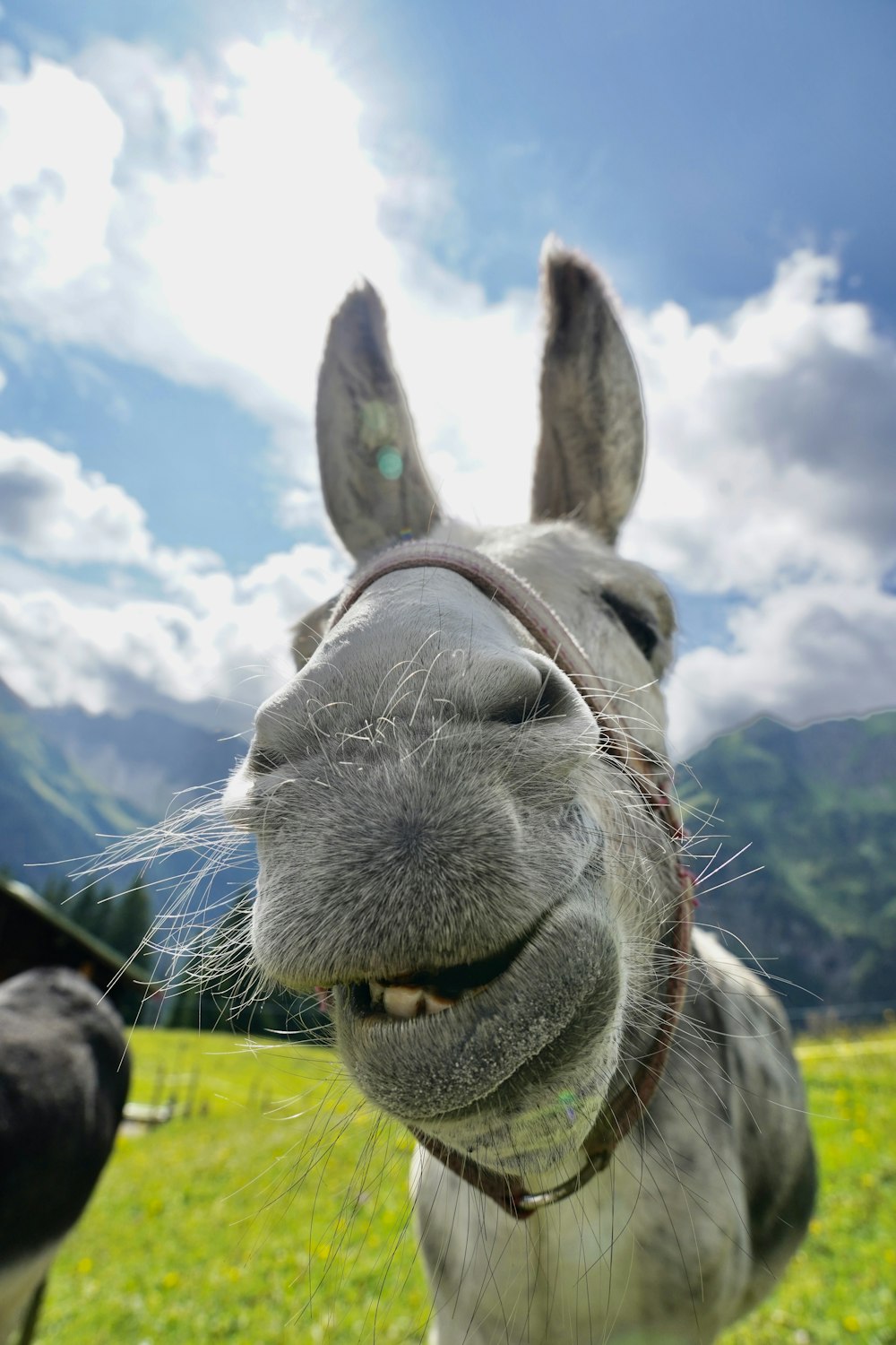 foto ravvicinata del naso di cavallo sotto il cielo blu durante il giorno