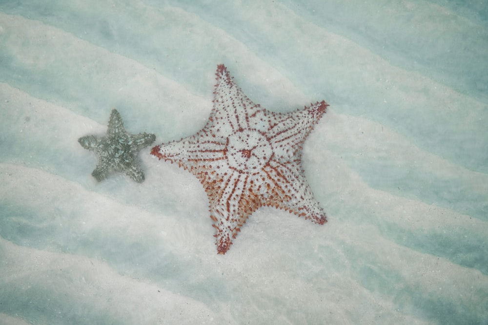 black and white star fish on white textile
