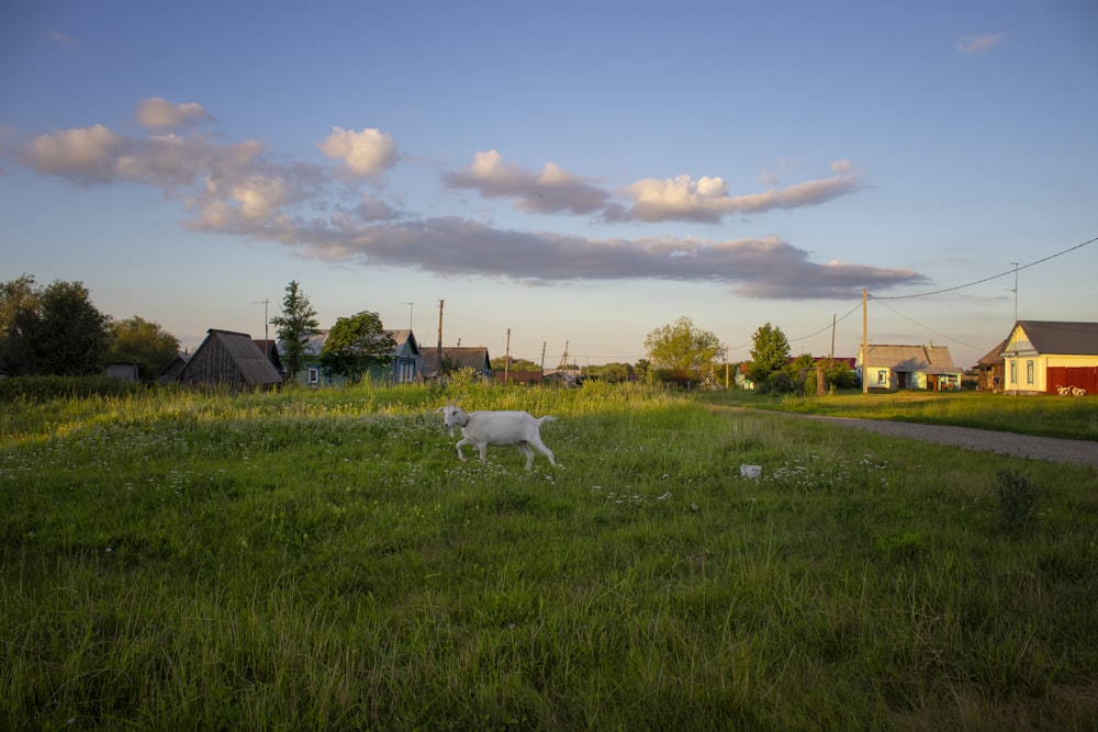 Caballo blanco en campo de hierba verde durante el día