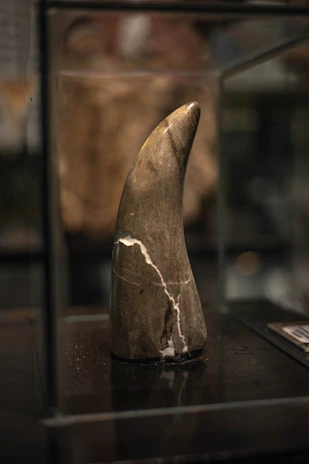 Close-up of a smooth, hand-carved Zimbabwean serpentine sculpture glowing under soft gallery lighting.