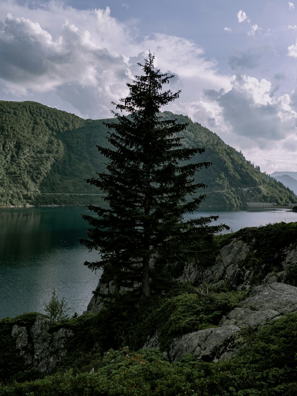 pino verde sulla formazione rocciosa accanto al lago durante il giorno