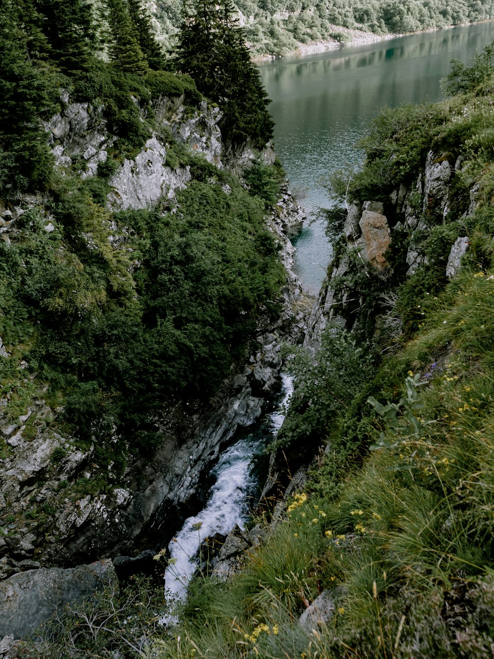 Musgo verde en el río rocoso