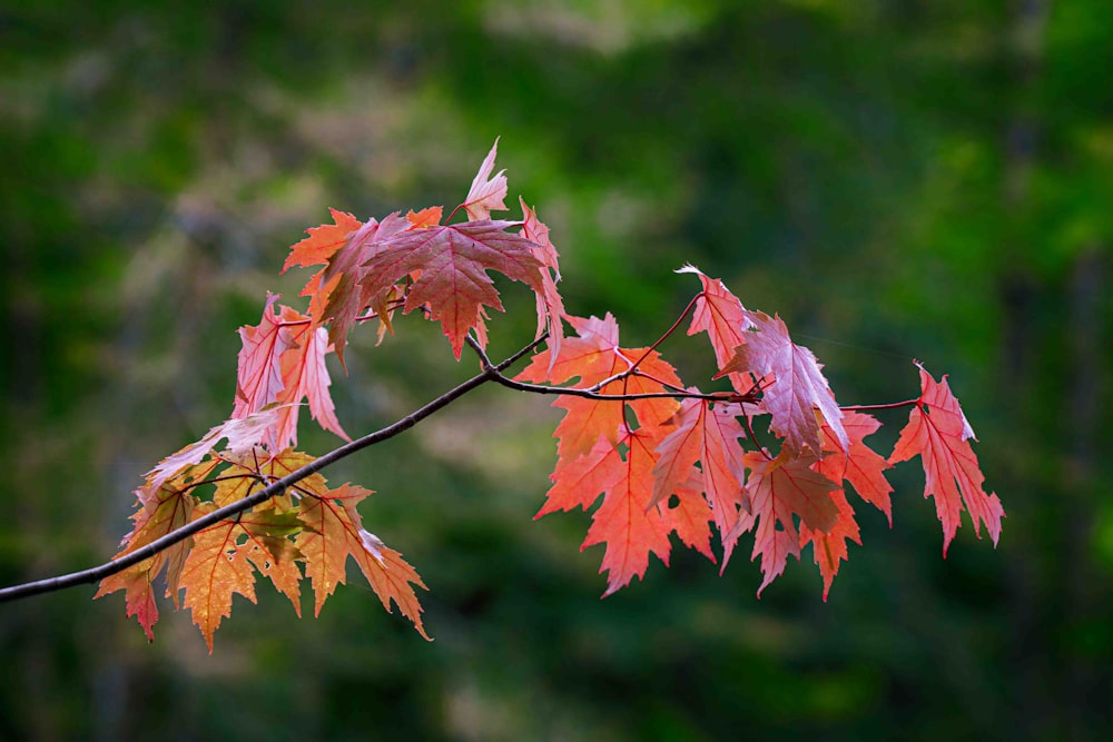 brown leaves on brown tree branch