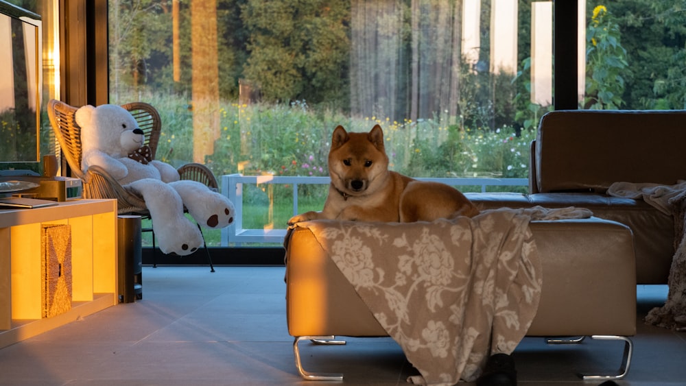 brown and white short coated dog on brown and white floral armchair