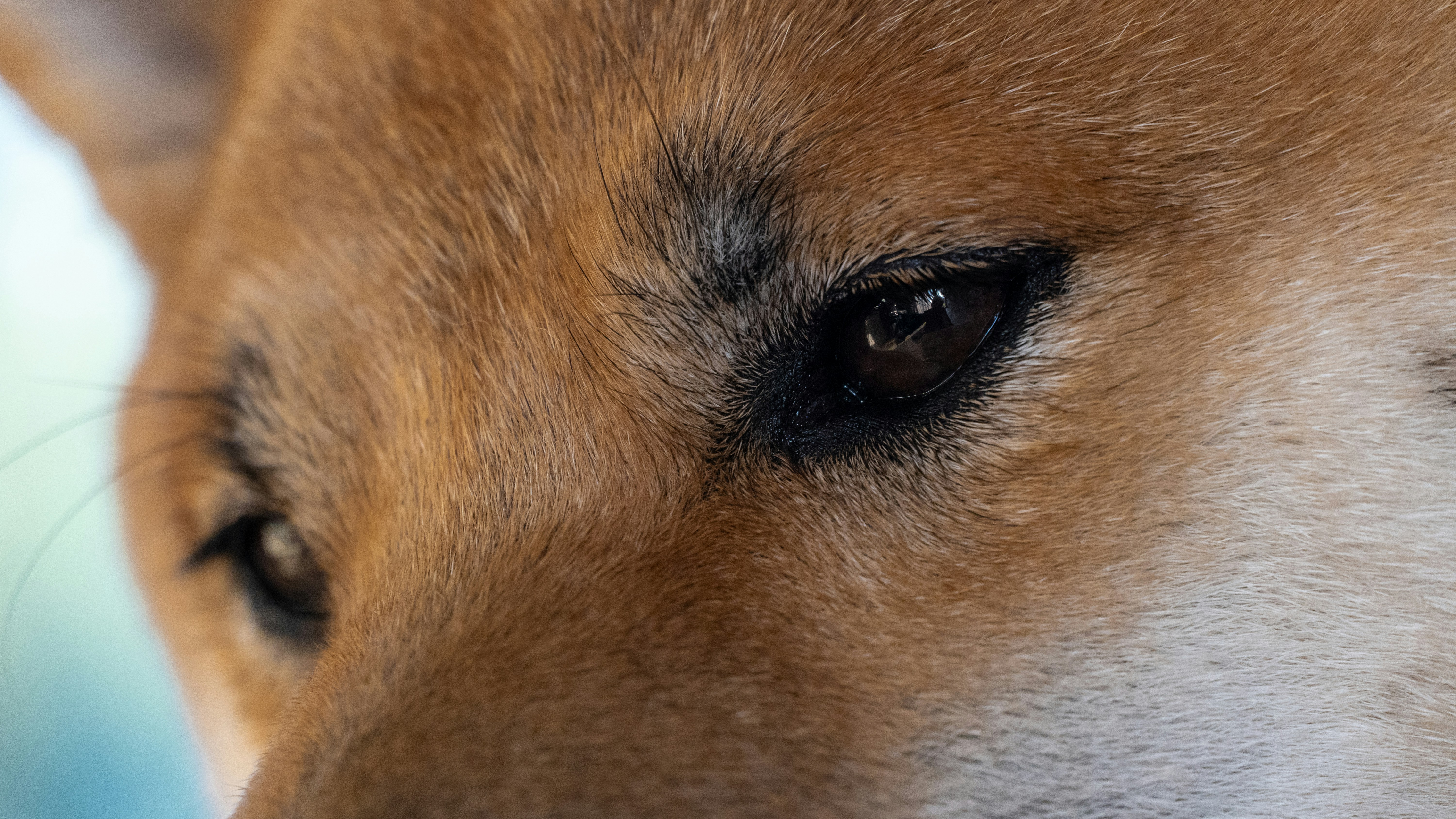 Запуск ETF, підтримуваного Dogecoin Foundation, на Nasdaq, оскільки аналітики закликають до масового зростання DOGE